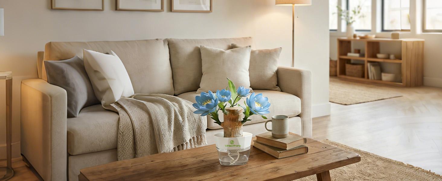 Brazilian Lucky Wood Live Plant - U.S. Grown with Nutrient Solution, Minimalist/Boho Indoor Desktop Ornament, Low-Maintenance Lucky Plant