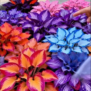 300 pcs Mixed Color Hosta Plants for Garden Decoration Vibrant Variety Ideal for Diverse Settings Garden Enthusiasts with Colorful Leaves