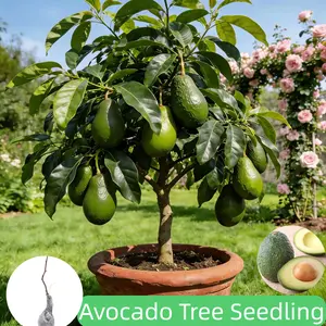 Dwarf Hass Avocado Tree – Grafted Seedling, Bare Root for Immediate Planting, Perfect for Patio & Container Growing Live