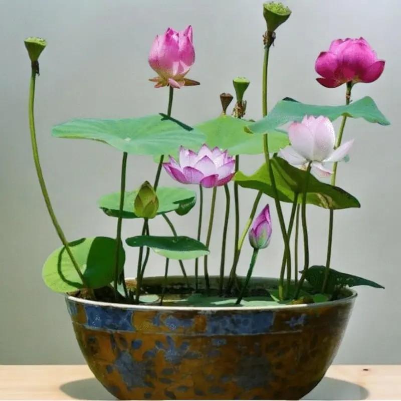 【Buy 20 get 10 Free】30 lotus seeds Potted lotus seeds, water lilies, open pond aquatic plant species, non-GMO home garden plant seeds, mixed colors 【Buy 20 get 10 Free】30 lotus seeds Potted lotus seeds, water lilies, open pond aquatic plant species, non-GMO home garden plant seeds, mixed colors
