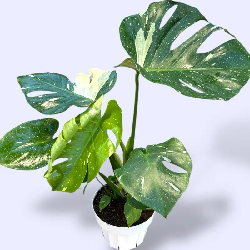Monstera Thai Constellation 6 - Rare Easy Care House Plant - TikTok Shop