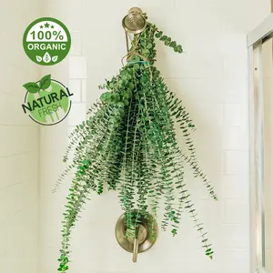 Shower Eucalyptus by Paradise Aroma (Large) | Grown in San Diego, California | Organic Fresh Natural Baby Blue Eucalyptus Leaves Shower Plant Hanging Plant Decor