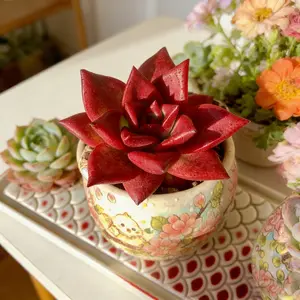 Viral Echeveria Agavoides ‘Romeo Rubin’ Succulent – Bright Red Live Plant | Bare Root, Easy-Care Aesthetic Plant Gift & Home Decor