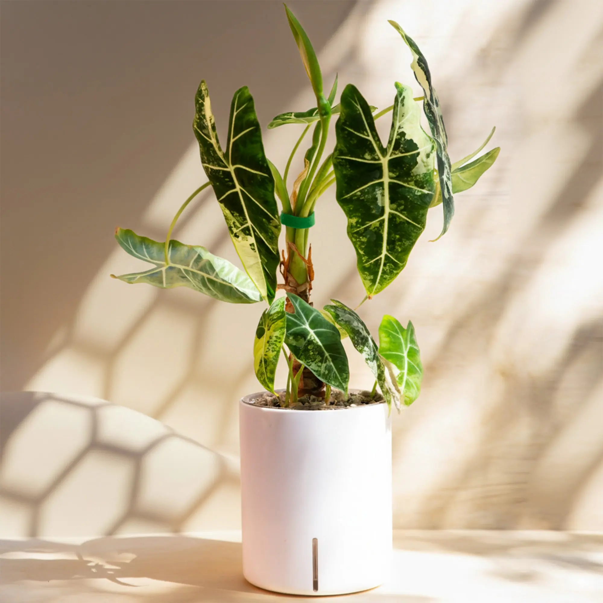 Intuitive Plants Self-Watering Planter (4" & 6") - Clear Inner Pot, Modern Minimalist Look, Wick System, Moisture Balance, Oxygen Airflow for Stronger Roots, Plant Decor, Ideal for Gardening Beginners & Container Gardening