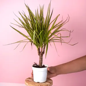 Dracanea “Kiwi” Cane - 4” Pot