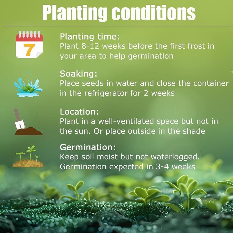 Rainbow Rose Seeds – Colorful Climbing Roses for Garden Trellis & Home Decor