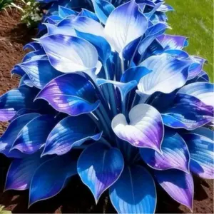 1000+ Blue Decorative Hosta Seeds – Elegant Plants for Garden Landscaping