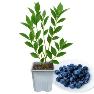 Reka Blueberry Plant (1 Liter Pot) | Early-Season Northern Highbush | Fast-Growing, High-Yield & Cold-Hardy | Hand Picked Nursery