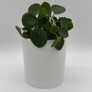 Chinese money tree 6"  |  house  plant | Live Tropical House Plant | Beginner | Unique Leaves | Indoor Home Decoration