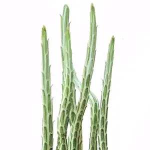Candle Stick Plant - Senecio Stapeliiformis Stapeliiformis Cactus