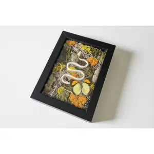 Serpent Garden Framed  Snake Skeleton and Butterfly Mixed-Media Moss Art