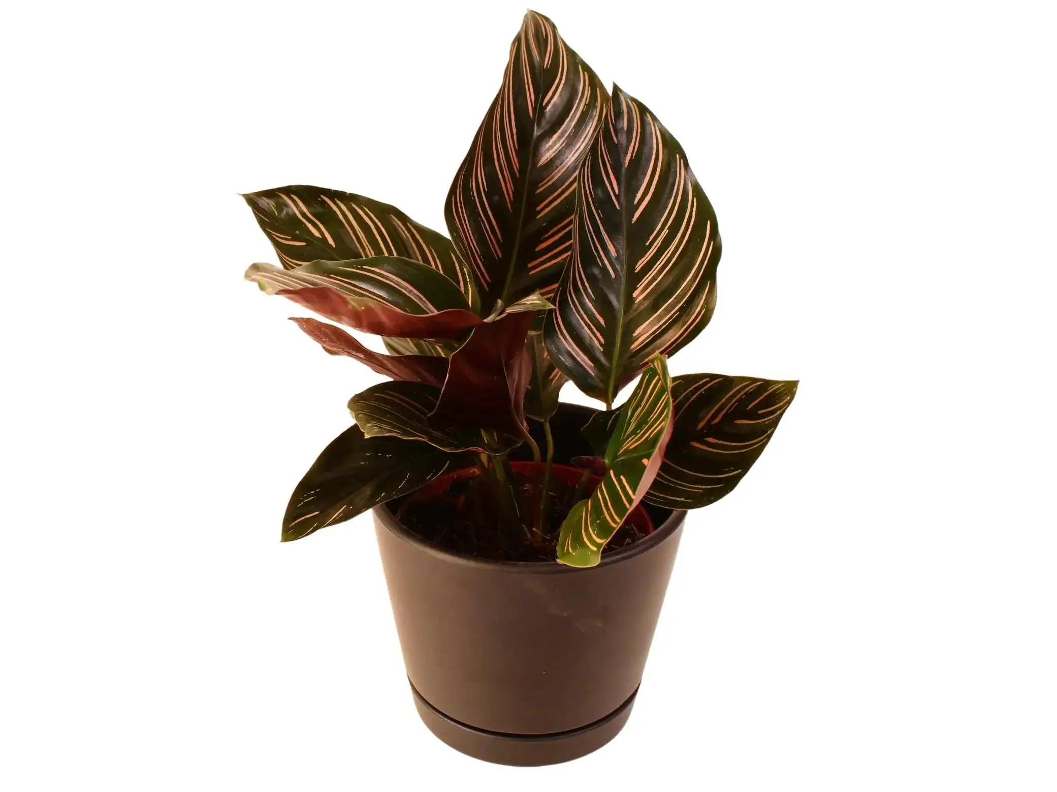 Calathea Ornata Potted Live Plant 4in - Goeppertia ornata - Pinstripe Calathea - Delicate Pink Stripes - Deep Purple Undersides - Exotic Prayer Plant - High Contrast Foliage - Unique Interior Accent - Elegant Tropical Vibe