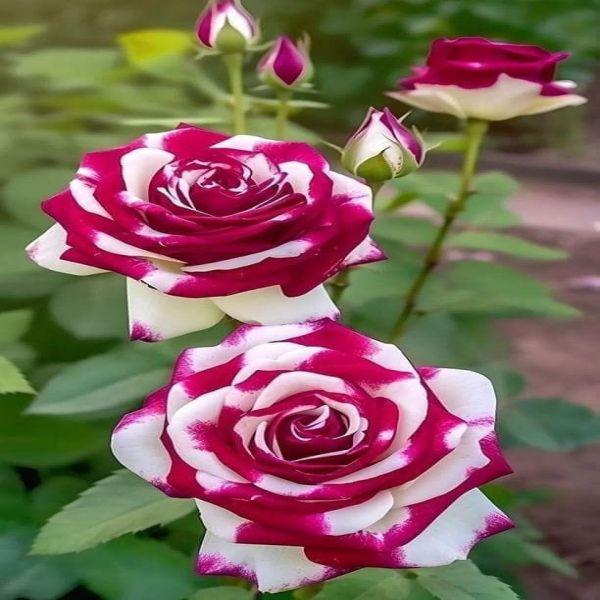 Mix Rose Seeds -  Open Pollinated Non-GMO Seeds for Planting Outdoors, Flower Bush & Perennial Shrub, 90% Germination Rate great gardening gift