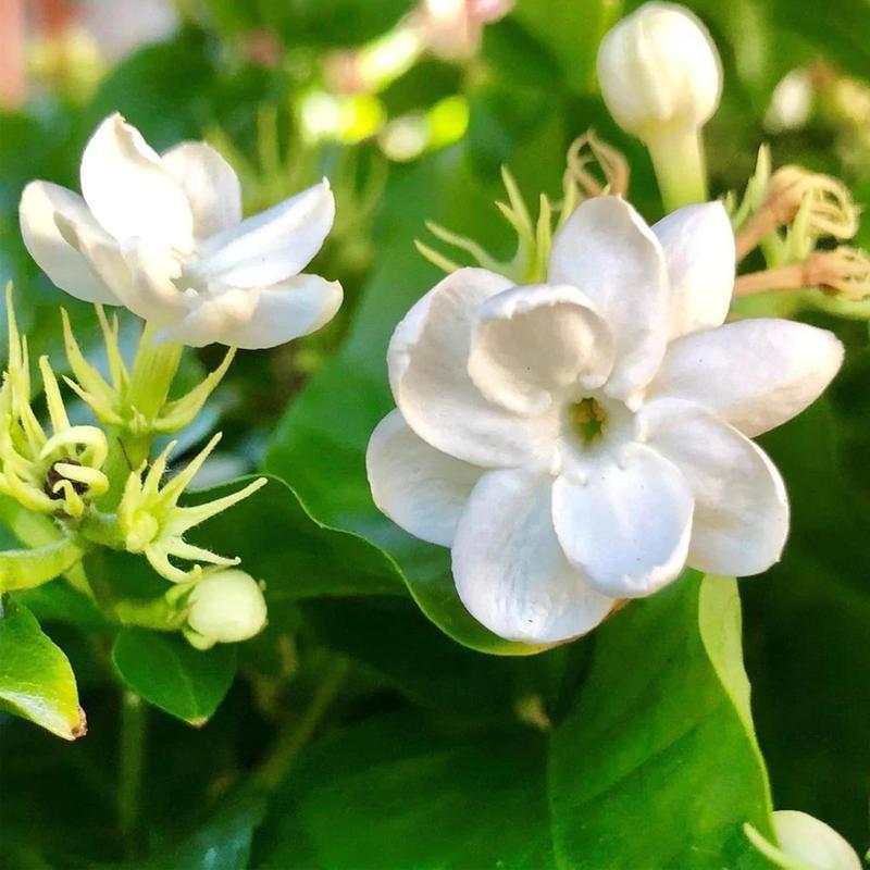 50+ Climbing Jasmine Flower Seeds Fragrant Plant for Planting Garden Home Four Seasons Evergreen Silver Jasmine Garden Balcony Climbing Flower Non-GMO