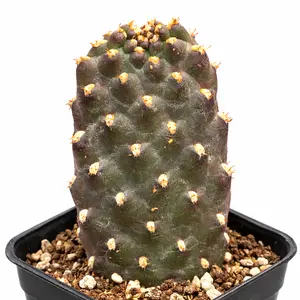 Roadkill Cactus