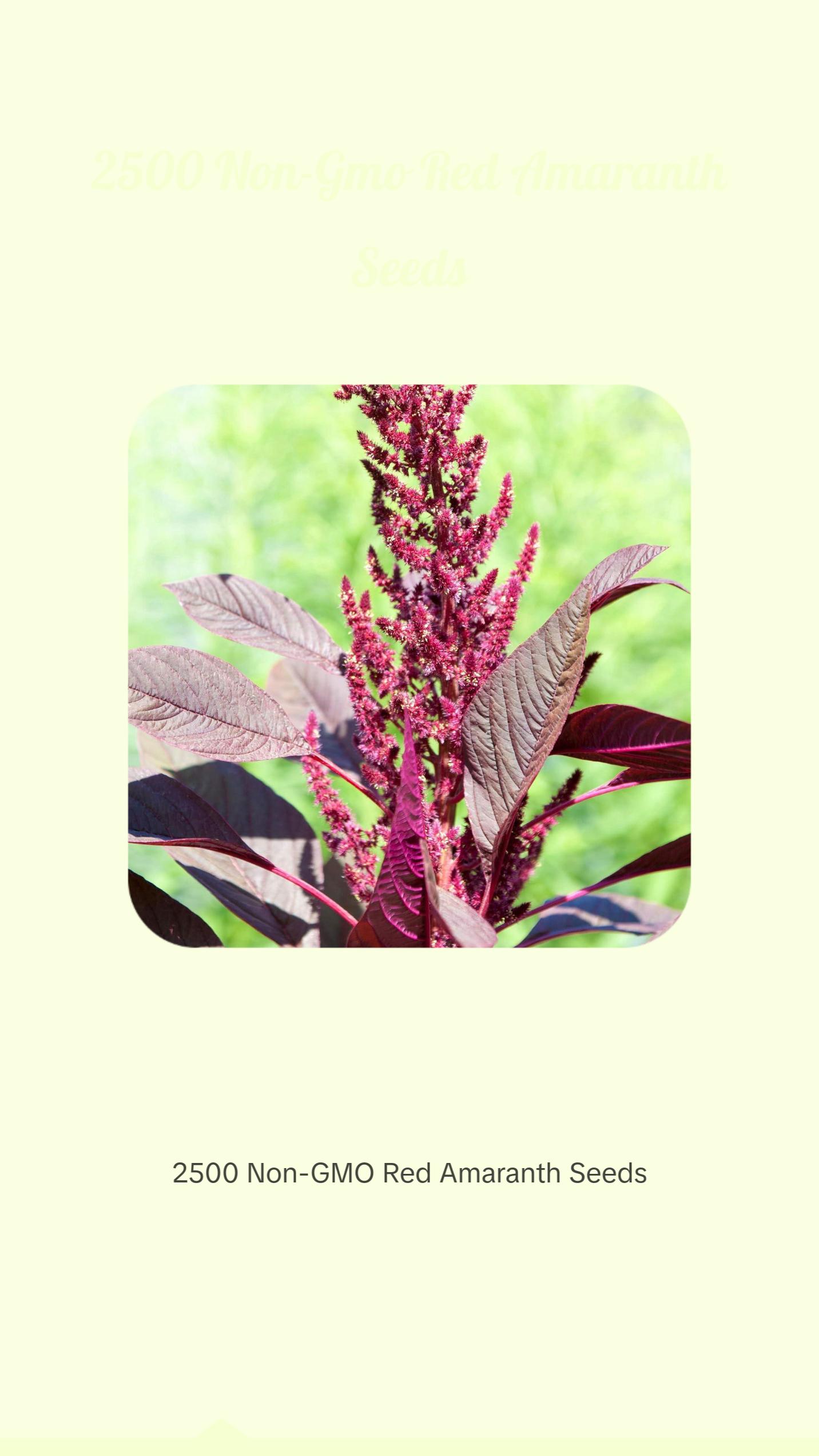 Round Form Red Amaranth Heirloom Vegetable Seeds (Rau Den Bhaji) - 2 ...