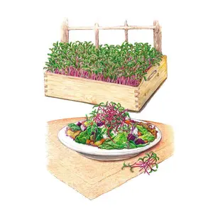 Early Wonder Beet Microgreens Seeds