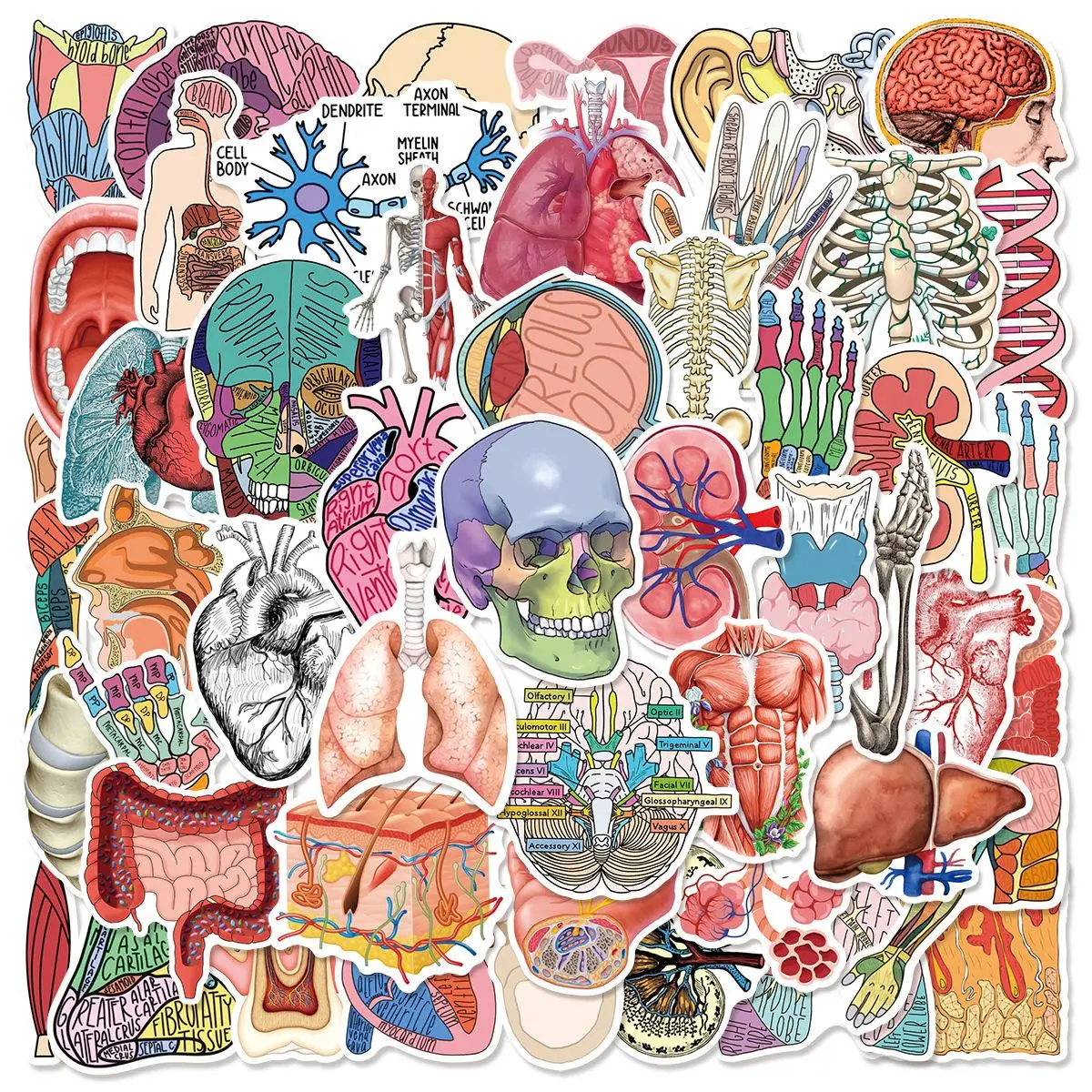Human Organ Anatomy Series Sticker, 50pcs/set Creative Multi-purpose Sticker Includes Sticker, DIY Decorative Sticker for Scrapbooking, Journaling, Gift Wrapping, Stickers Kit, Sticker Paper, Decal Sticker, Art Stickers, Sticker Haul