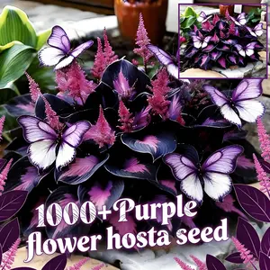 1000+ Purple Hosta Seeds – Stunning Garden Decoration Plants with Unique Decorative Leaves