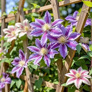 200+ Clematis Flower Seeds Mixed Colors – Climbing Vine Seeds for Garden Trellis, Fence, Balcony & Outdoor Landscape Decoration, Seeds Only (Not Live Plants)