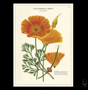 California Poppy Poster Wrap