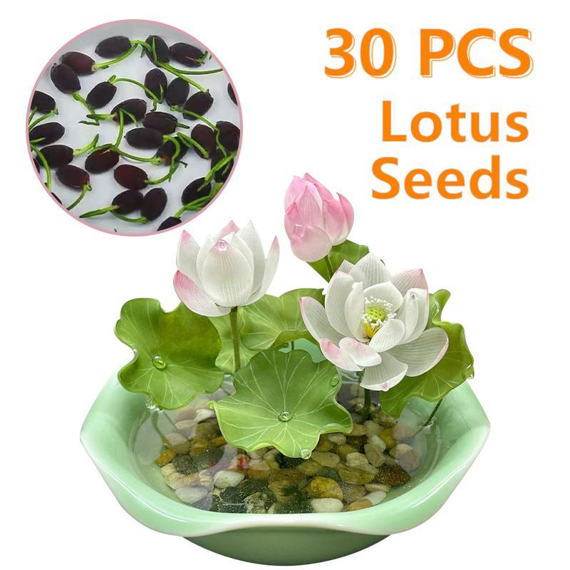 【Buy 20 get 10 Free】30 lotus seeds Potted lotus seeds, water lilies, open pond aquatic plant species, non-GMO home garden plant seeds, mixed colors 【Buy 20 get 10 Free】30 lotus seeds Potted lotus seeds, water lilies, open pond aquatic plant species, non-GMO home garden plant seeds, mixed colors