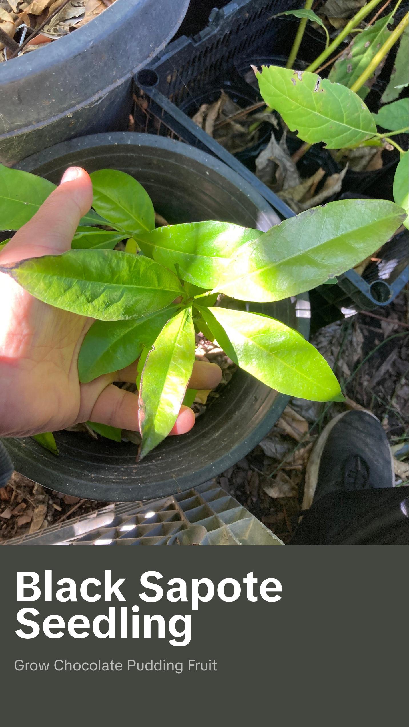 Diospyros nigra, Black sapote seedling (chocolate pudding fruit) Zapote Prieto Diospyros nigra, Black sapote seedling (chocolate pudding fruit) Zapote Prieto