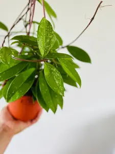 Hoya Pubicalyx 'Pink SIlver'