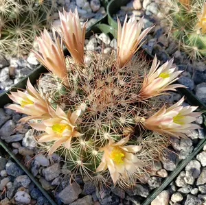 Fishhook Cactus - Mammillaria saffordii 'Carretii'