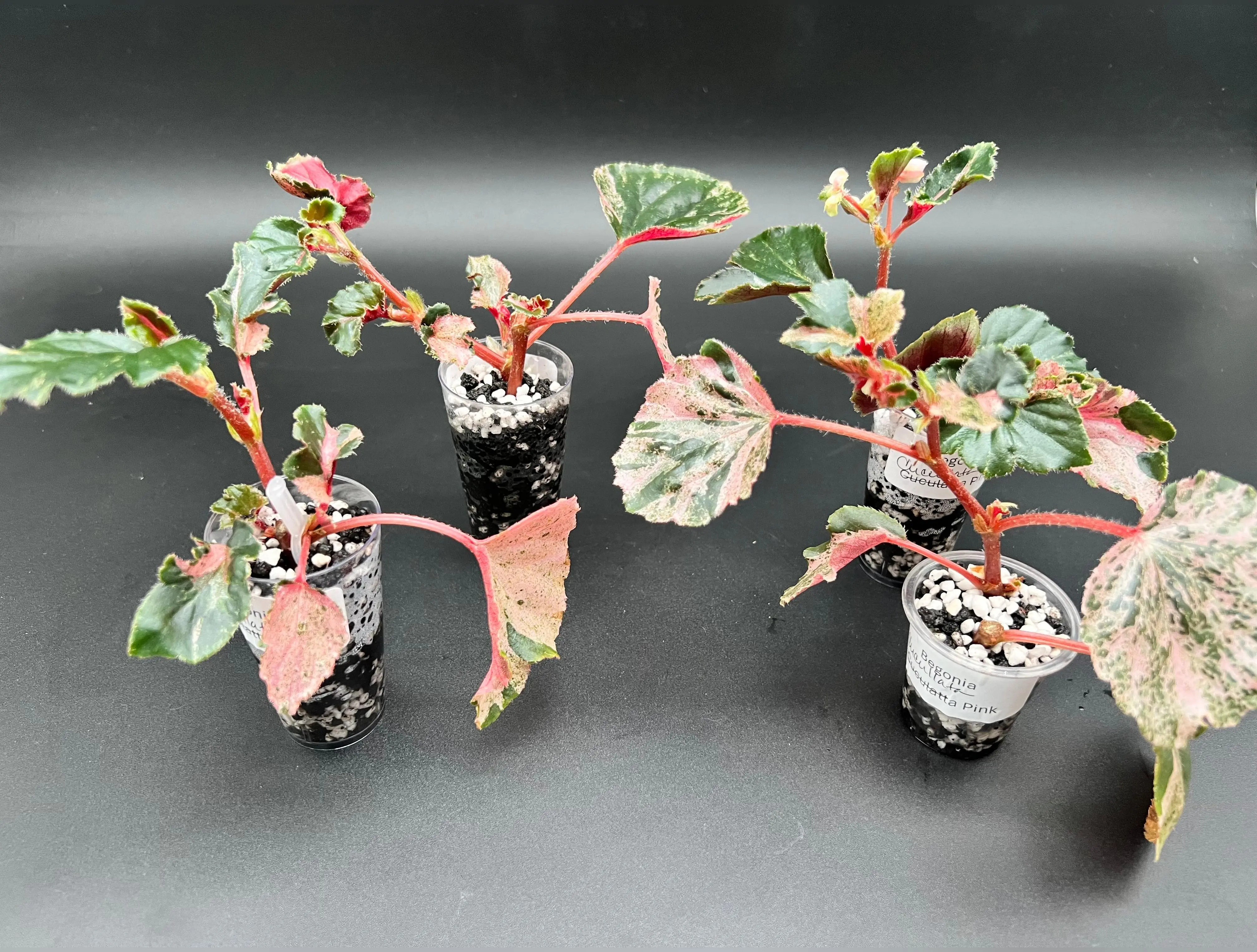 Begonia Pink Cucullata Variegated - TikTok Shop