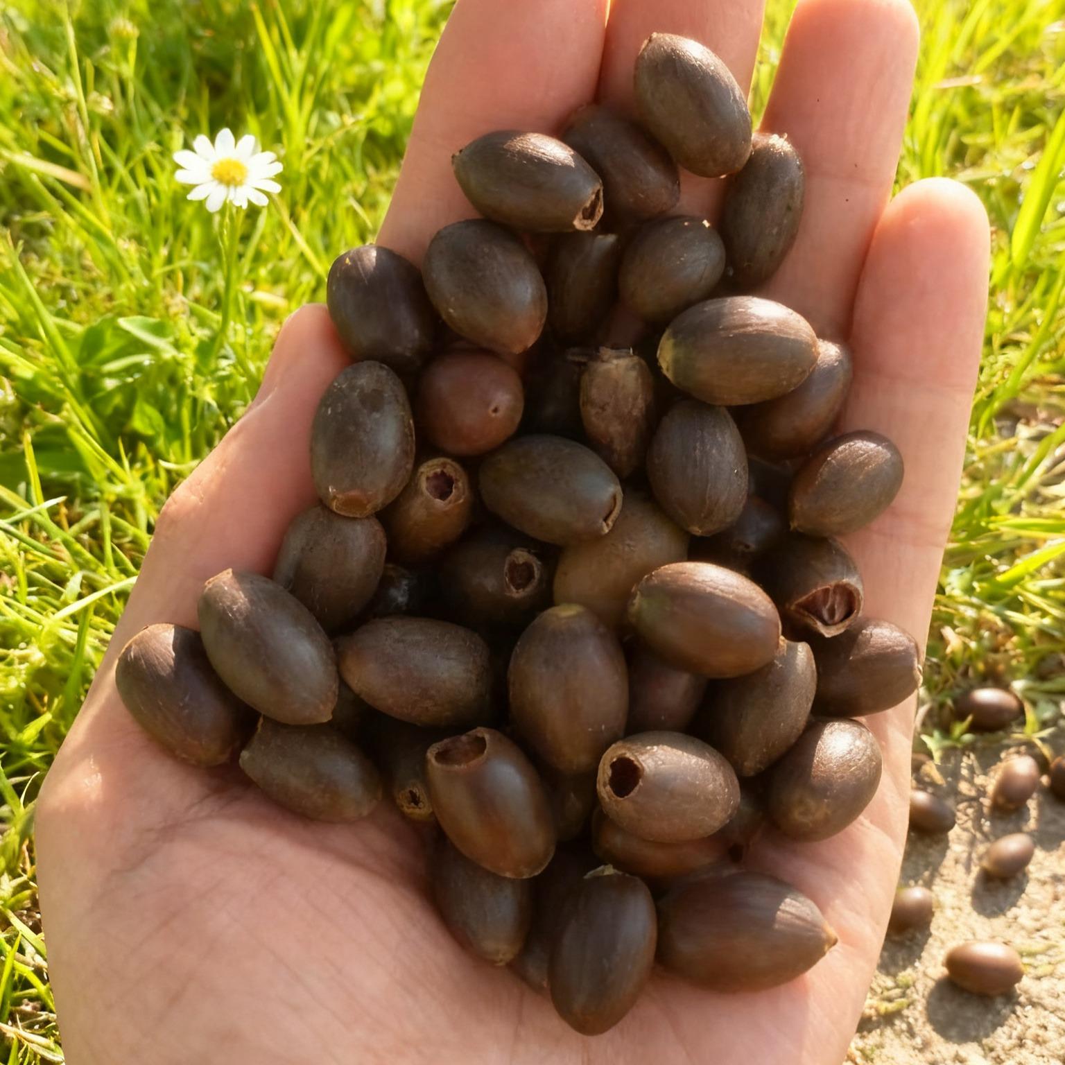 20+ pcs Mixed Colors Lotus Seeds Water Lily Flower Plant Seeds