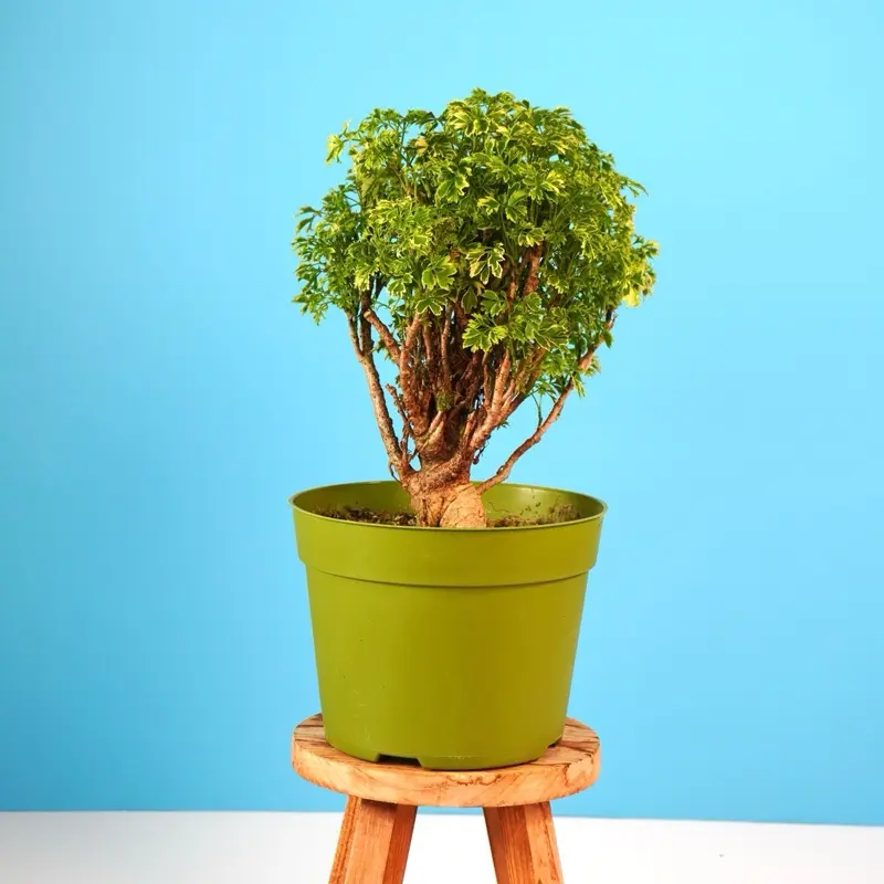 Golden Ming Aralia - 6” Pot