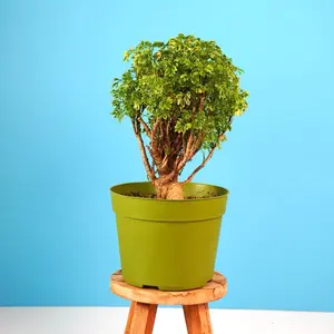 Golden Ming Aralia - 6” Pot