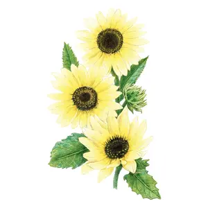 Vanilla Ice Sunflower Seeds Vanilla Ice Sunflower Seeds