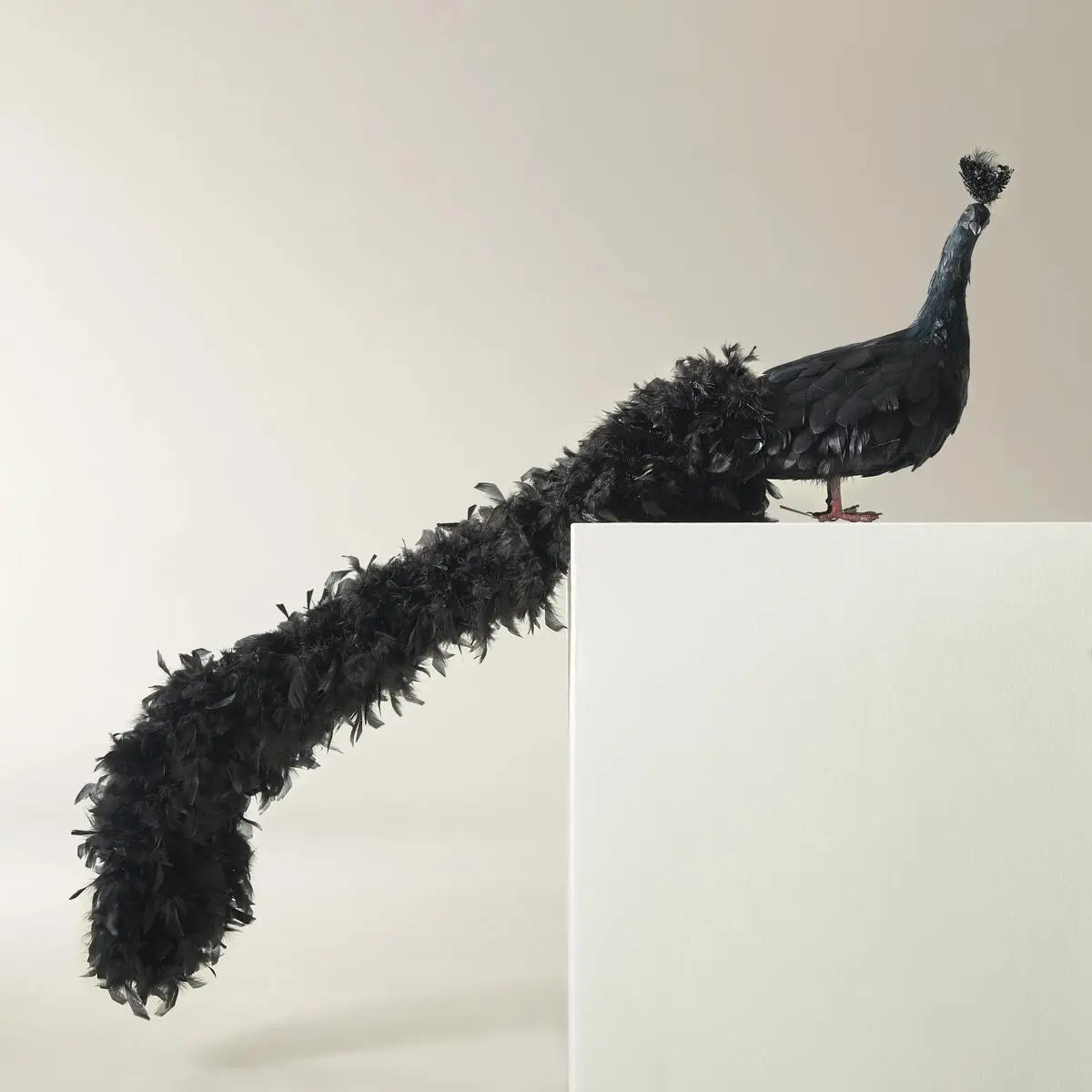 Z Gallerie Black Fancy Peacock 60in Ornament - Soft Feathers Living Room Accessories, Mantel/Console Holiday Room Decor, Decor Figurine Ornaments, Home Decor Supplies
