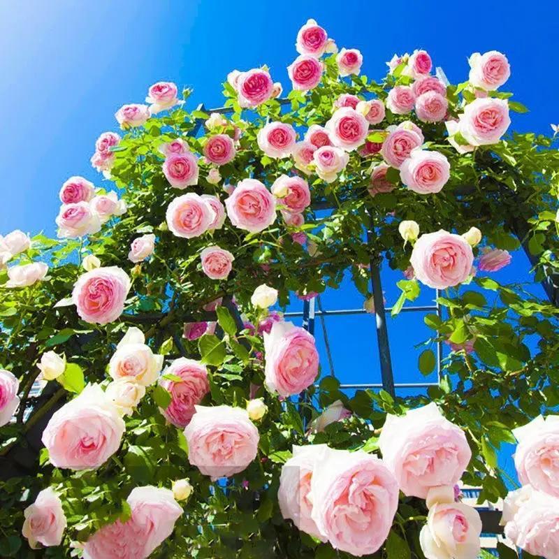 Mixed Color Climbing Rose Seeds –200 Seeds | Thornless, Fast Blooming, Perennial Flowering Vines, High Germination, Year-Round Planting, Garden Fence & Wall Decor, Outdoor & Balcony Friendly, Perfect for Beginners