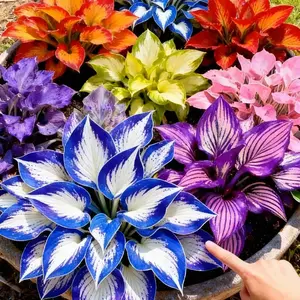 1000+ pcs Mixed Color Hosta Plants for Garden Decoration – Vibrant Leaves Perfect for Backyard Landscaping and Shade Gardens