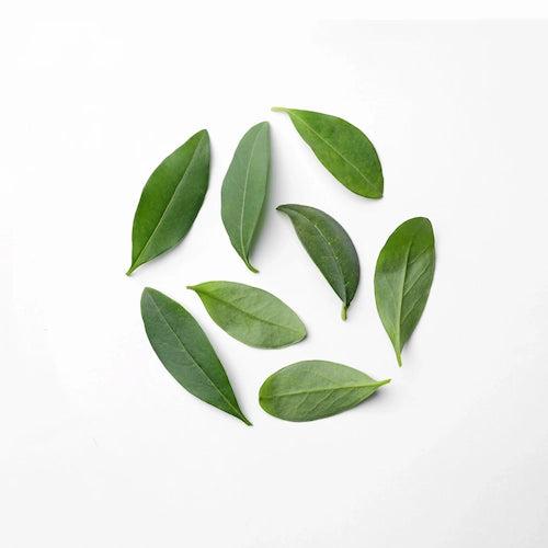 GNGR Energy Booster Shot - Organic Ginger Shots with Lions Mane 75mg Natural Caffeine Green Tea Turmeric Vitamin D & Zinc Natural Immune and Digestive Support USDA Organic Kosher Non-GMO 2 oz Shots 12 Pack - Beverage Sport Juice GNGR Energy Booster Shot - Organic Ginger Shots with Lions Mane 75mg Natural Caffeine Green Tea Turmeric Vitamin D & Zinc Natural Immune and Digestive Support USDA Organic Kosher Non-GMO 2 oz Shots 12 Pack - Beverage Sport Juice