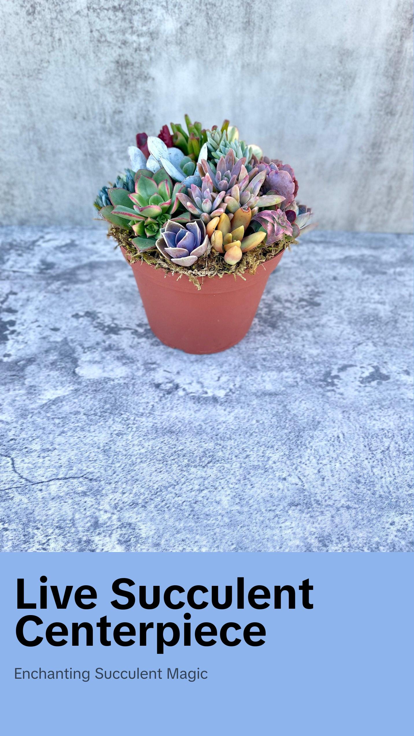 Pixie Paradise - Live 6” Succulent Arrangement - Ships Free! Pixie Paradise - Live 6” Succulent Arrangement - Ships Free!