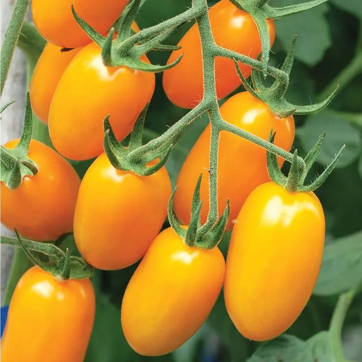 Evergreen Dwarf Lemon Tree - 21+ Non-gmo Heirloom Fruit Seeds for High-yield Home Potted Patio or Balcony Gardening