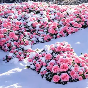 100pcs Mix Climbing Rose Seeds for Planting Outdoors Ornamental Climbing Flowers Rosa Bush Vine Climber Long-Blooming