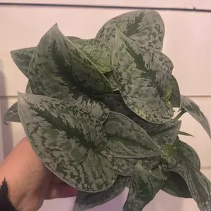 Scindapsus silver satin 6”