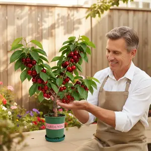 Premium Cherry Tree Sapling – Perfect for Backyard Garden & Fresh Fruit