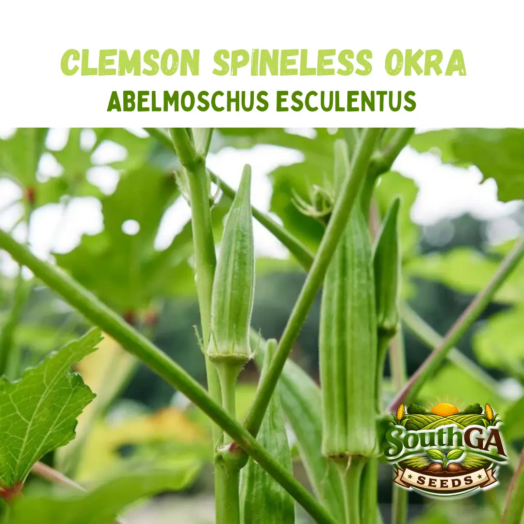 Clemson Spineless Okra Seeds (Abelmoschus esculentus)