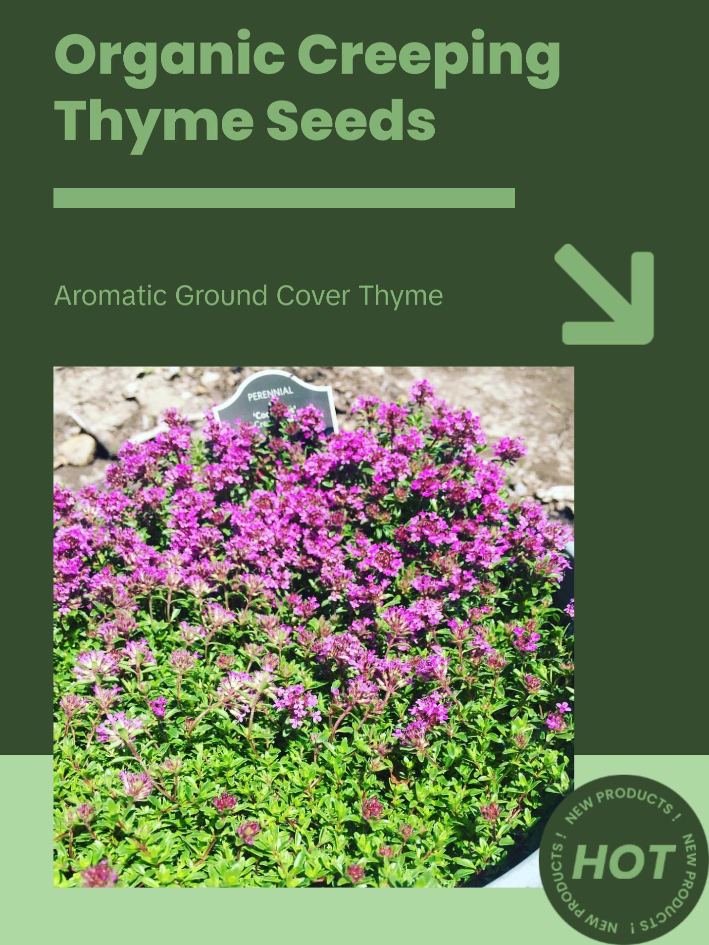 Organic Creeping Thyme Seeds (Thymus serpyllum) – 250+ Seeds for Herb Gardens, Ground Cover, and Pollinator Gardens