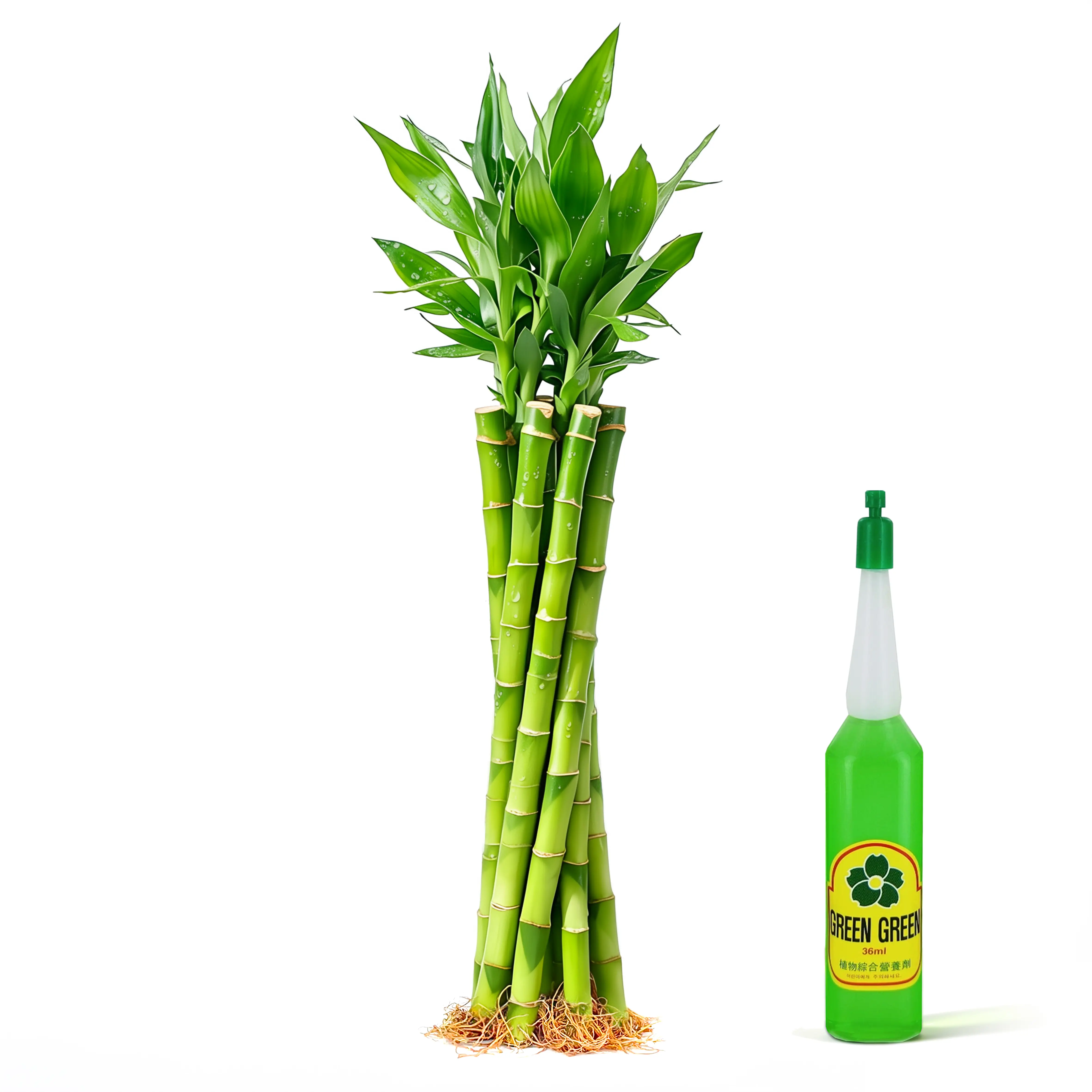 10 Stalks Lucky Bamboo (12") Live Indoor Water Plant - Easy Care Feng Shui Decor (Nutrient Included)