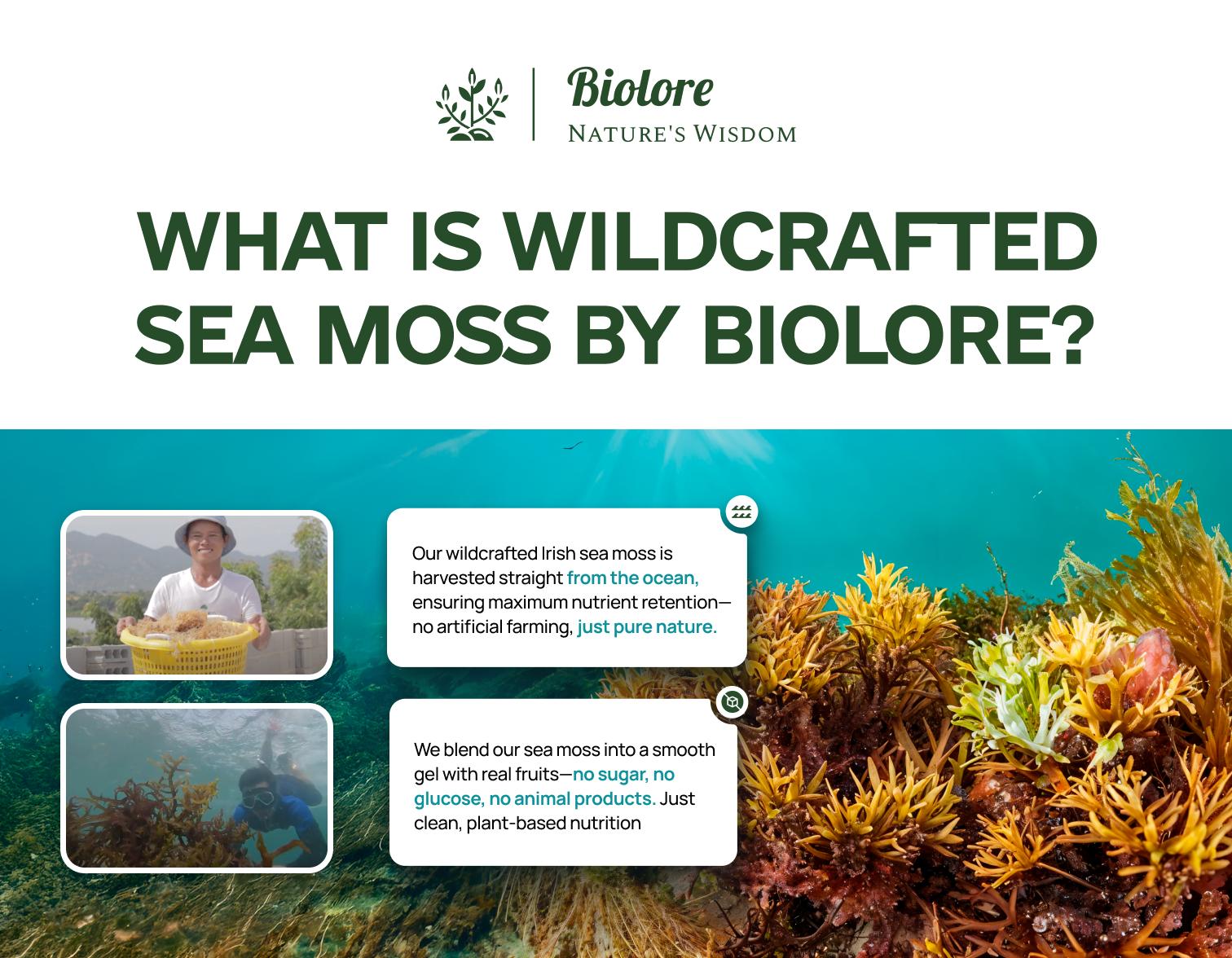 Biolore Sea Moss Strawberry Flavor 8oz Sea Moss Gel - Rich in Minerals, Proteins & Vitamins - Vegan Health Supplement Made in USA Natural Biolore Sea Moss Strawberry Flavor 8oz Sea Moss Gel - Rich in Minerals, Proteins & Vitamins - Vegan Health Supplement Made in USA Natural