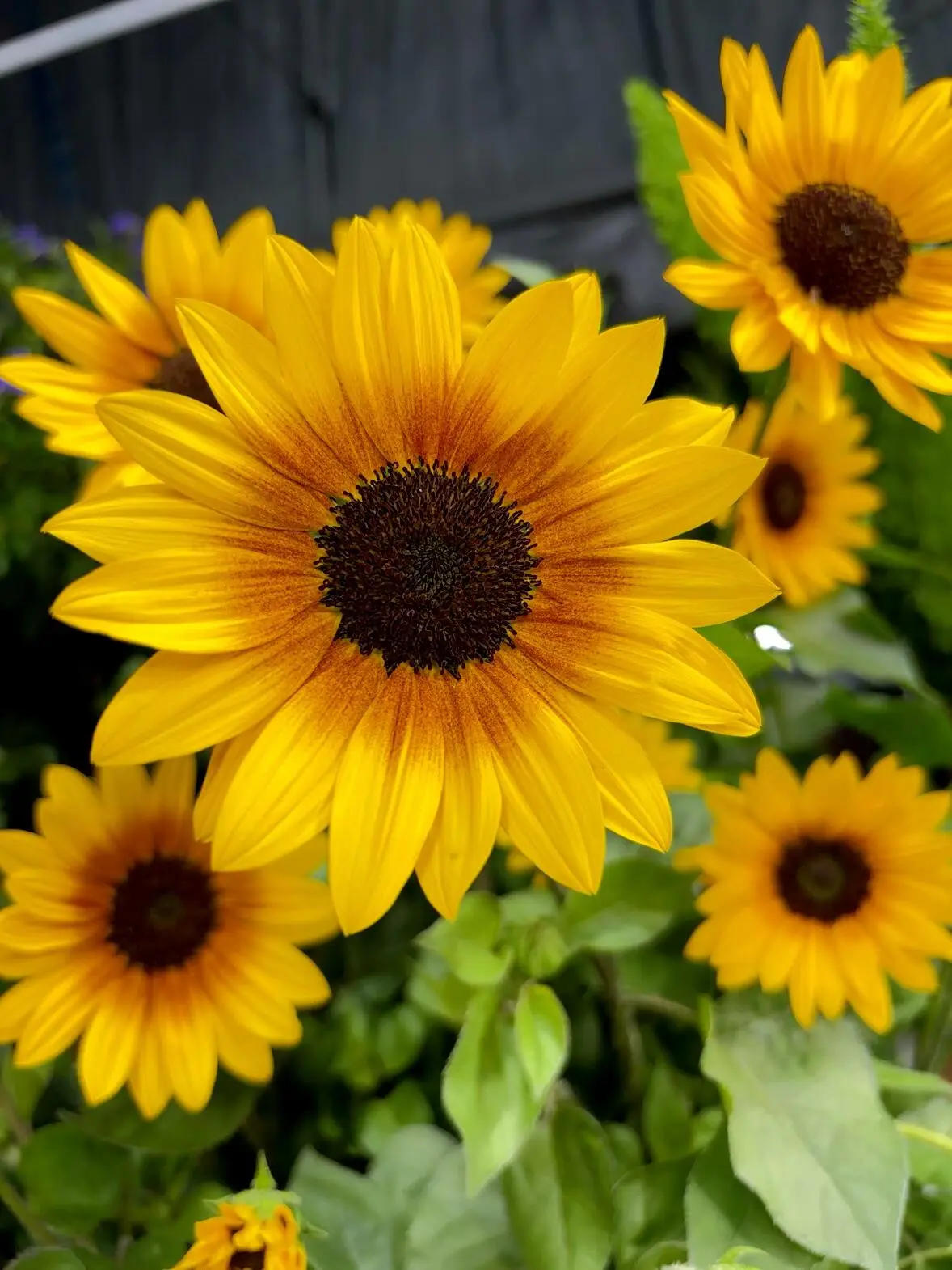 Sunflower seeds - 50 seeds/pack - produce huge flowers on 8-12 ft long stems, creating beautiful giant sunflowers.