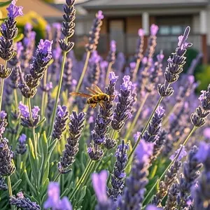 Lavender Seeds 200 Count Pack for Planting – Garden Lavender Flower Seeds for Backyard Flower Beds, Patio Planters, Balcony Pots and Outdoor Landscape Borders – Seeds Only, Not Live Plants