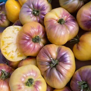 Fast Growing Super Sweet Tomato Seeds 103pcs Heirloom Variety Indoor Outdoor Garden Spring Planting Home Sowing High Yield Tasty Easy Grow Tomatoes